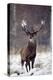 Red Deer-null-Premier Image Canvas