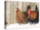 Red Dorking Domestic Chicken Cock and Hen, in Snow, Iowa, USA-Lynn M. Stone-Premier Image Canvas