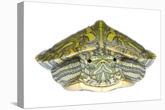 Red-Eared Slider (Trachemys Scripta Elegans) Juvenile Portrait-Seth Patterson-Premier Image Canvas