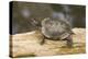 Red Eared Slider Turtle-Hal Beral-Premier Image Canvas