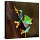 Red-Eye Frog Agalychnis Callidryas in Terrarium-Aleksey Stemmer-Stretched Canvas