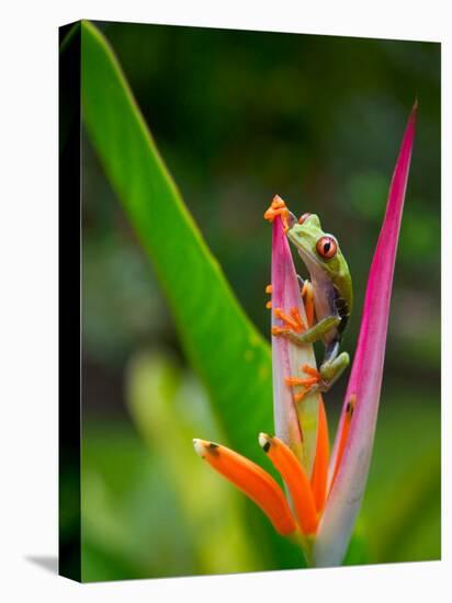 Red-Eye Tree Frog, Costa Rica-Keren Su-Premier Image Canvas