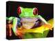 Red Eye Tree Frog on a Calla Lily, Native to Central America-David Northcott-Premier Image Canvas