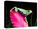 Red Eye Tree Frog on Bromeliad, Native to Central America-David Northcott-Premier Image Canvas