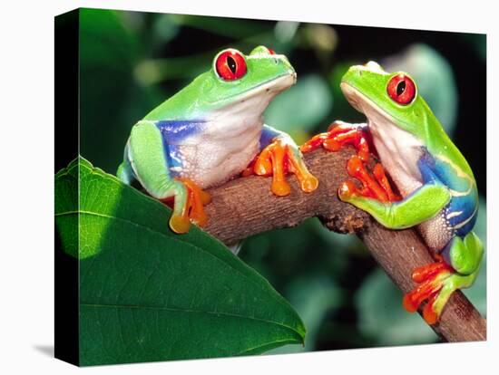 Red Eye Tree Frog Pair, Native to Central America-David Northcott-Premier Image Canvas