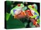 Red Eye Tree Frog Pair, Native to Central America-David Northcott-Premier Image Canvas