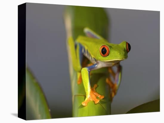 Red-Eyed Leaf Frog-Bob Krist-Premier Image Canvas
