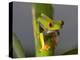 Red-Eyed Leaf Frog-Bob Krist-Premier Image Canvas