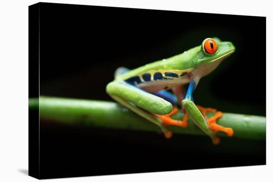Red Eyed Tree Frog, Agalychnis Callidrias Curious Treefrog in Rainforest Costa Rica, Central Americ-null-Premier Image Canvas
