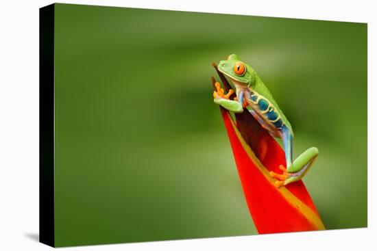 Red-Eyed Tree Frog, Agalychnis Callidryas, Animal with Big Red Eyes, in the Nature Habitat, Costa R-Ondrej Prosicky-Premier Image Canvas