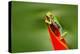 Red-Eyed Tree Frog, Agalychnis Callidryas, Animal with Big Red Eyes, in the Nature Habitat, Costa R-Ondrej Prosicky-Premier Image Canvas