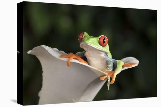 Red Eyed Tree Frog (Agalychnis Callidryas), captive, Colombia, South America-Janette Hill-Premier Image Canvas