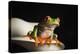 Red eyed tree frog (Agalychnis Callidryas), captive, United Kingdom, Europe-Janette Hill-Premier Image Canvas