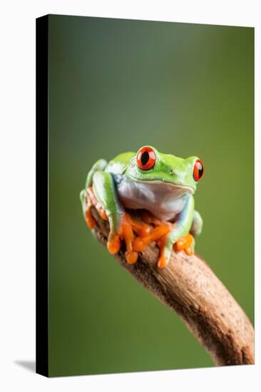 Red-Eyed Tree Frog (Agalychnis Callidryas). Controlled, Studio-Adrian Davies-Premier Image Canvas