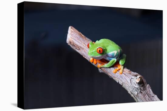 Red-eyed tree frog (Agalychnis callidryas) on branch-null-Premier Image Canvas