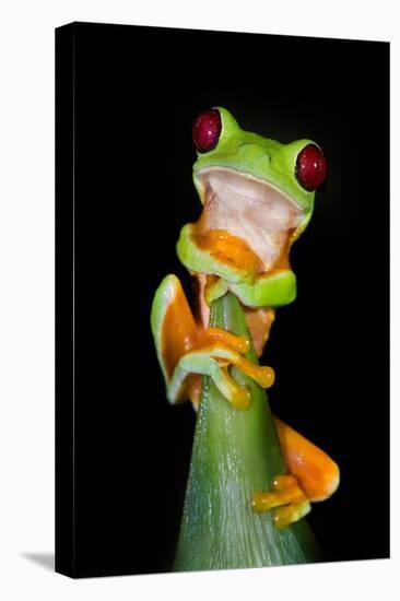 Red-Eyed Tree Frog (Agalychnis callidryas), Tarcoles River, Pacific Coast, Costa Rica-null-Premier Image Canvas