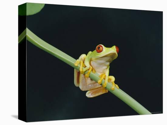 Red Eyed Tree Frog (Agalythnis Callidryas), South America-Philip Craven-Premier Image Canvas