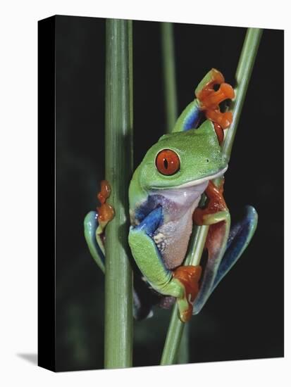 Red-Eyed Tree Frog Climbing through Plant Stems-David Northcott-Premier Image Canvas