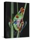 Red-Eyed Tree Frog Climbing through Plant Stems-David Northcott-Premier Image Canvas