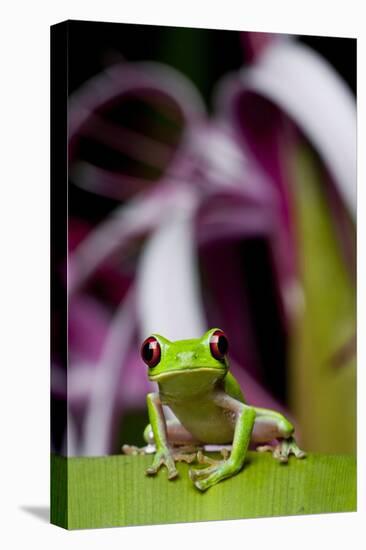 Red Eyed Tree Frog, Costa Rica-Paul Souders-Premier Image Canvas