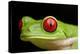 Red Eyed Tree Frog, Costa Rica-Paul Souders-Premier Image Canvas