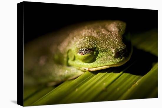 Red Eyed Tree Frog, Costa Rica-Paul Souders-Premier Image Canvas