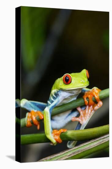 Red Eyed Tree Frog, Costa Rica-Paul Souders-Premier Image Canvas