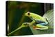 Red Eyed Tree Frog, Costa Rica-Paul Souders-Premier Image Canvas