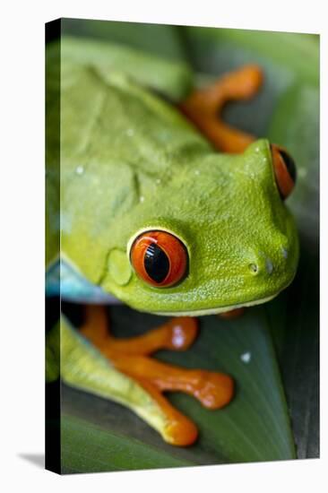 Red Eyed Tree Frog, Costa Rica-Paul Souders-Premier Image Canvas