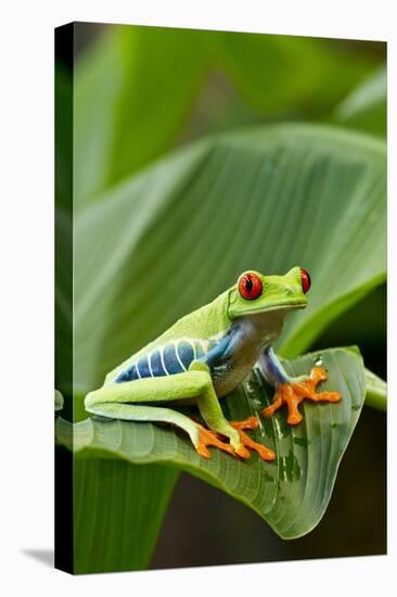 Red Eyed Tree Frog, Costa Rica-Paul Souders-Premier Image Canvas