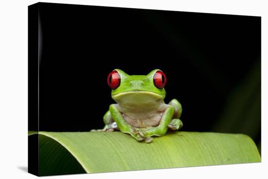 Red Eyed Tree Frog, Costa Rica-null-Premier Image Canvas