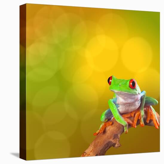 Red Eyed Tree Frog From Costa Rica Rain Forest-kikkerdirk-Premier Image Canvas
