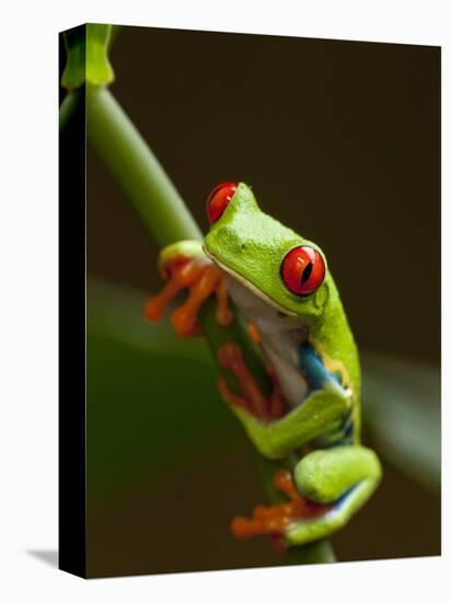 Red-Eyed Tree Frog in Costa Rica-Paul Souders-Premier Image Canvas