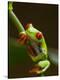 Red-Eyed Tree Frog in Costa Rica-Paul Souders-Premier Image Canvas