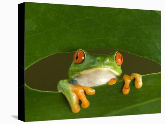 Red-Eyed Tree Frog Looking Through Hole in a Leaf, Costa Rica-Edwin Giesbers-Premier Image Canvas