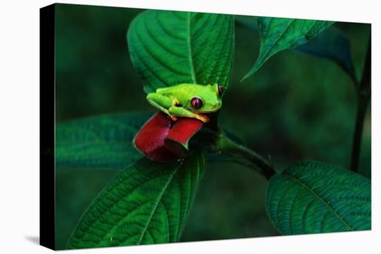 Red Eyed Tree Frog on a Rain Forest Flower-W. Perry Conway-Premier Image Canvas