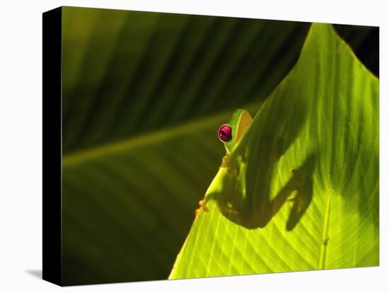 Red-eyed Tree Frog on Leaf-Keren Su-Premier Image Canvas
