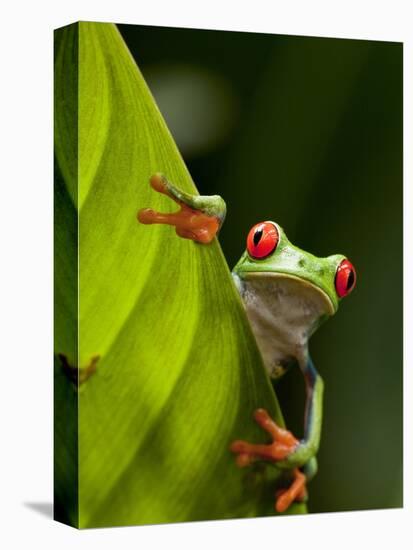 Red-eyed tree frog on leaf-Paul Souders-Premier Image Canvas