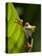 Red-eyed tree frog on leaf-Paul Souders-Premier Image Canvas