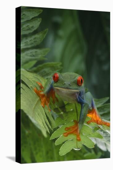 Red Eyed Tree Frog on Plant-DLILLC-Premier Image Canvas