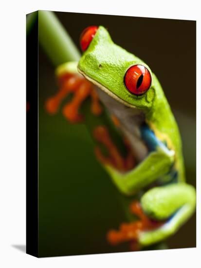 Red-eyed tree frog on stem-Paul Souders-Premier Image Canvas