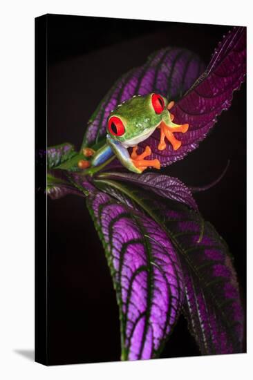 Red-eyed tree frog on tropical leaf-Adam Jones-Premier Image Canvas