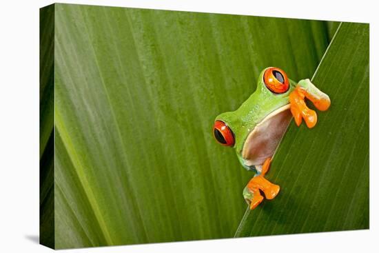 Red Eyed Tree Frog Peeping Curiously Between Green Leafs In Costa Rica Rainforest-kikkerdirk-Premier Image Canvas