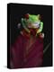 Red-Eyed Tree Frog Perched on Plant-David Northcott-Premier Image Canvas