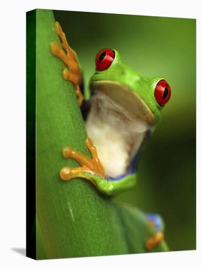 Red Eyed Tree Frog Portrait, Costa Rica-Edwin Giesbers-Premier Image Canvas