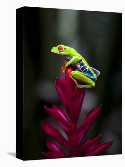 Red-Eyed Tree Frog. Sarapiqui. Costa Rica. Central America-Tom Norring-Premier Image Canvas