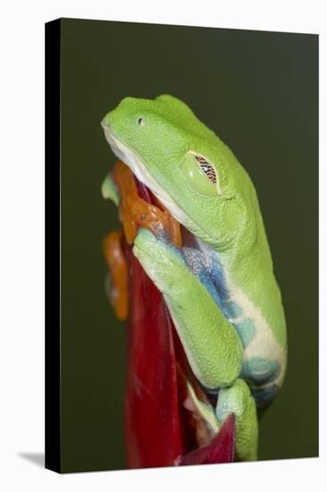 Red-eyed tree frog showing extra eyelid-Maresa Pryor-Premier Image Canvas