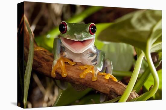 Red-Eyed Tree Frog Smile-Linas T-Premier Image Canvas