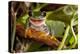 Red-Eyed Tree Frog Smile-Linas T-Premier Image Canvas