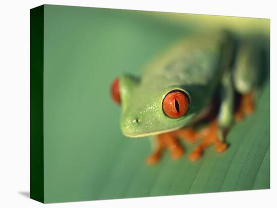 Red Eyed Tree Frog-Frans Lemmens-Premier Image Canvas